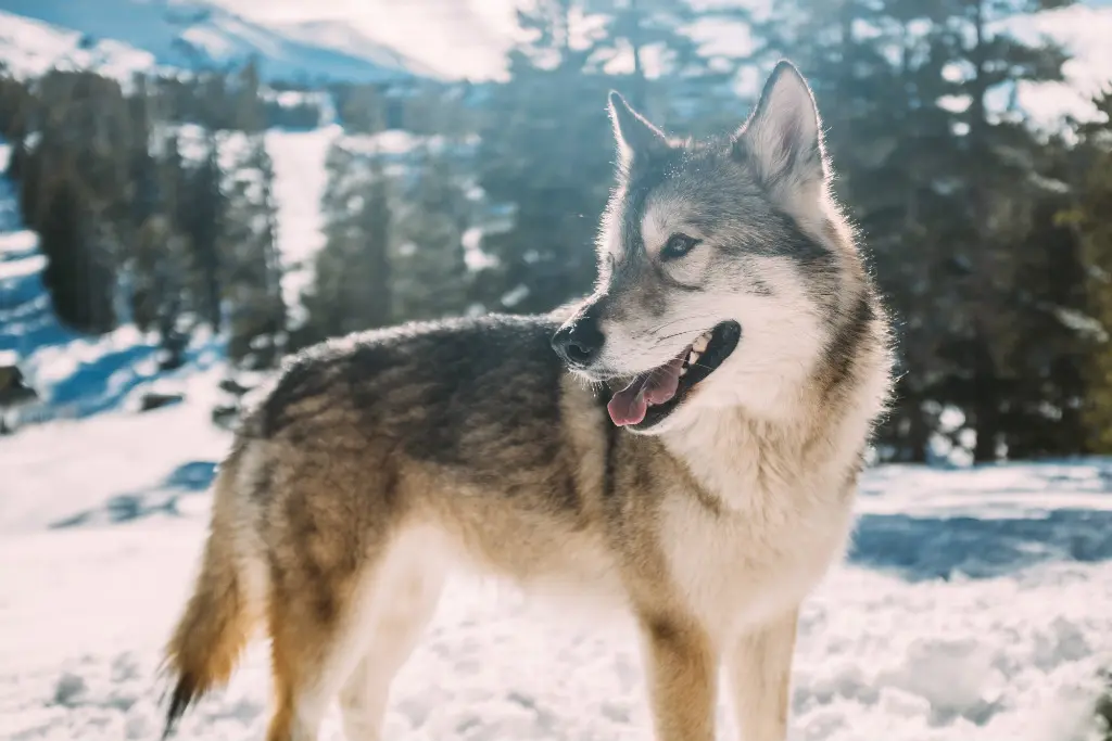 lobo procesos migratorios